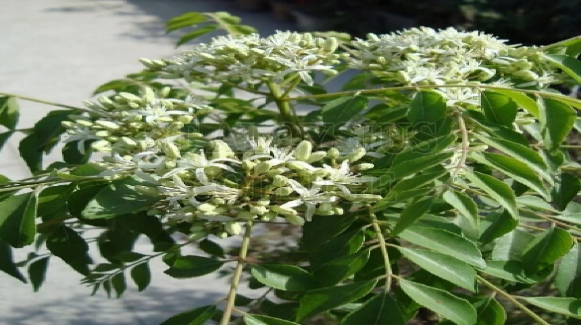 Curry Leaf