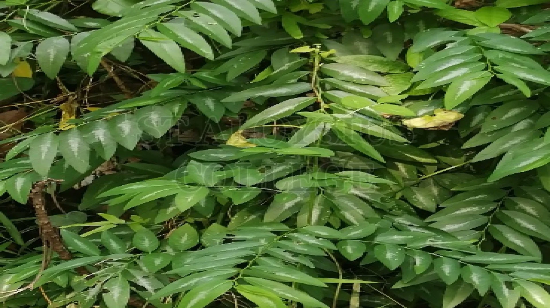 Multi Vitamin Plant