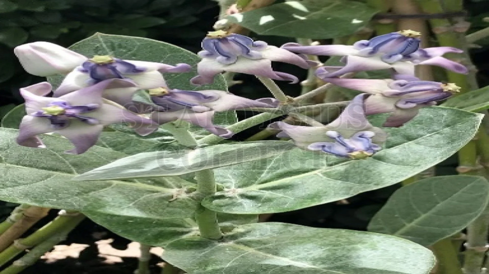Crown Flower