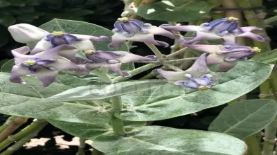 Crown Flower