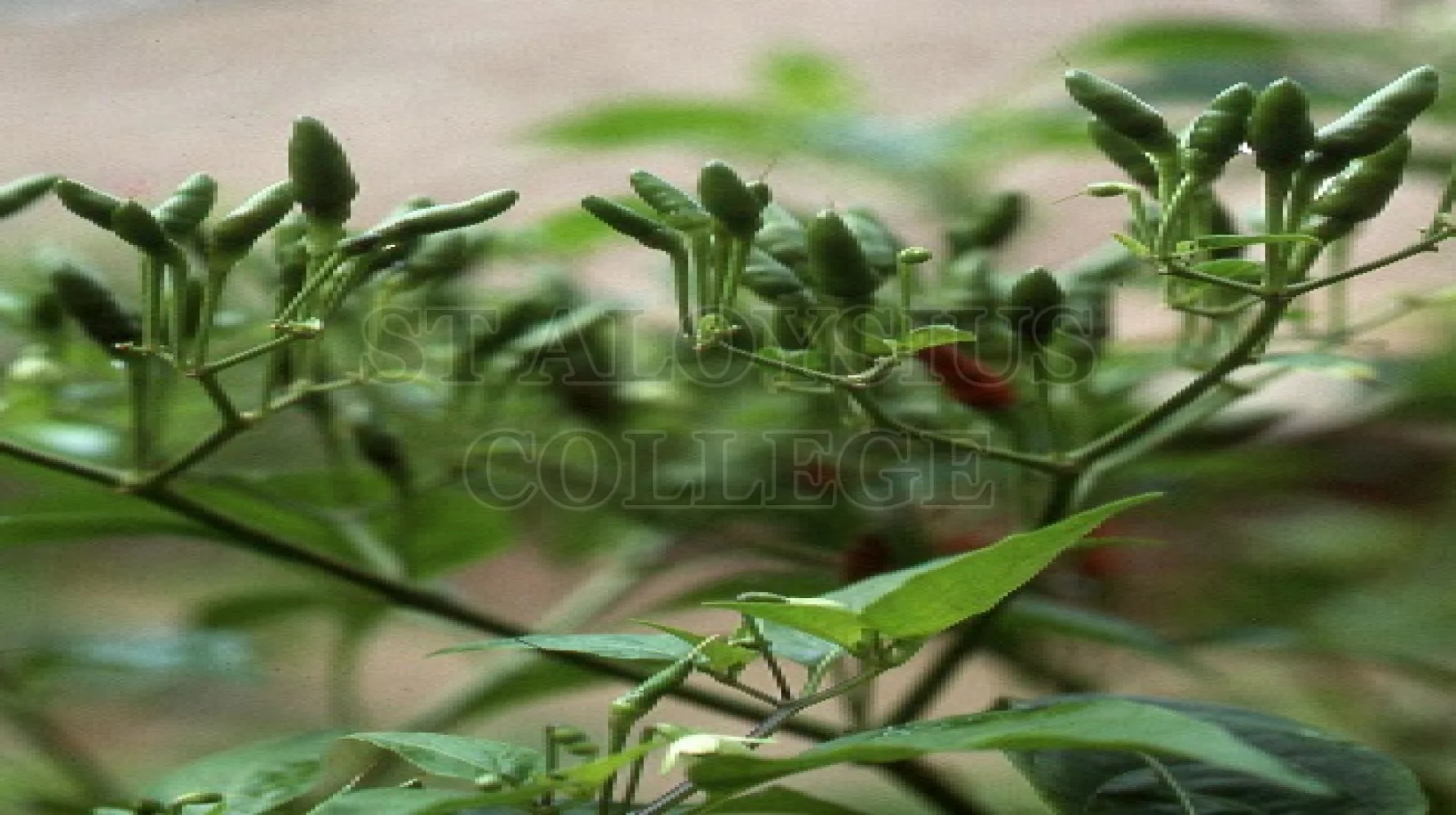 Birds Eye Chilli 