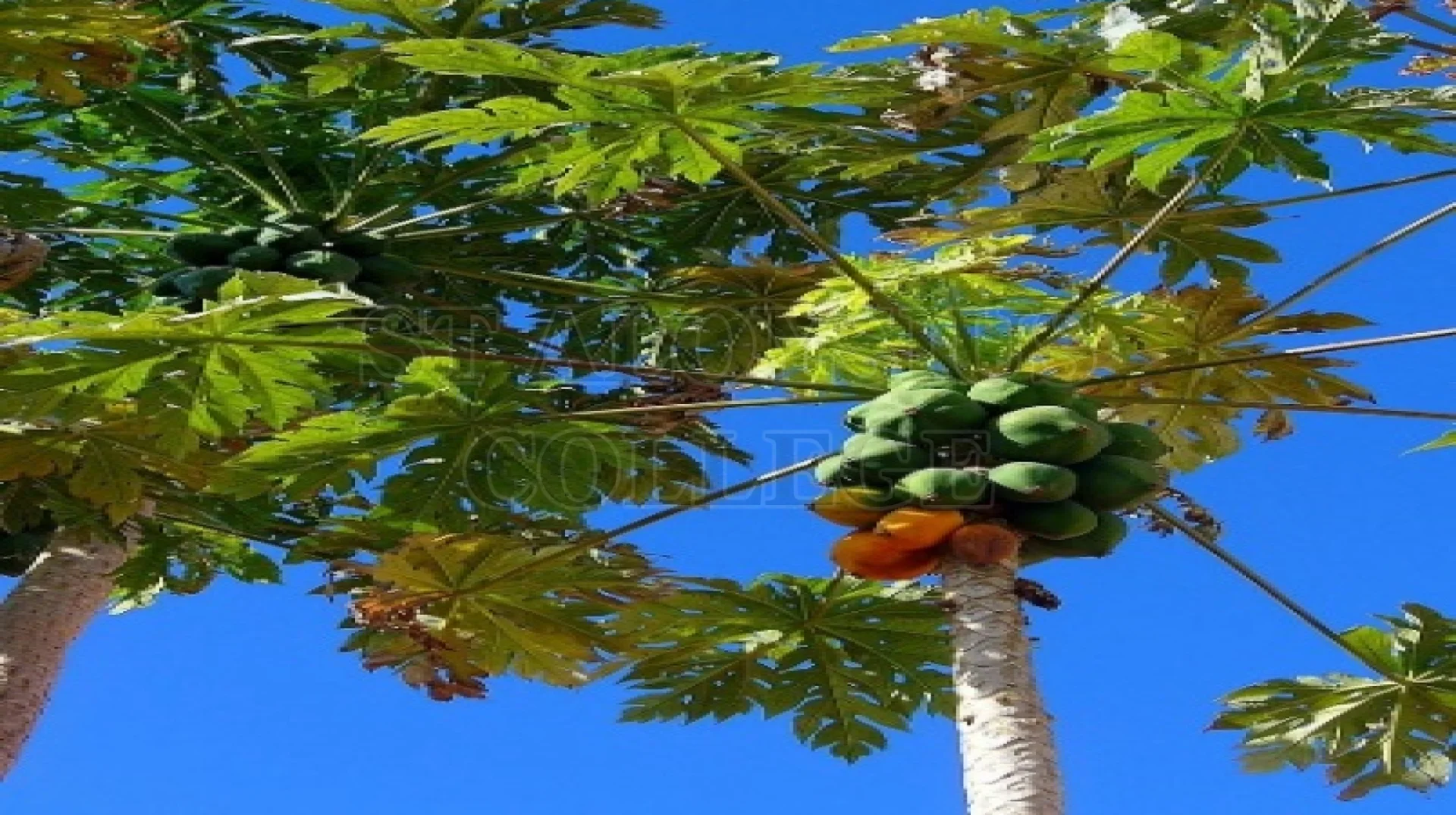 Papaya