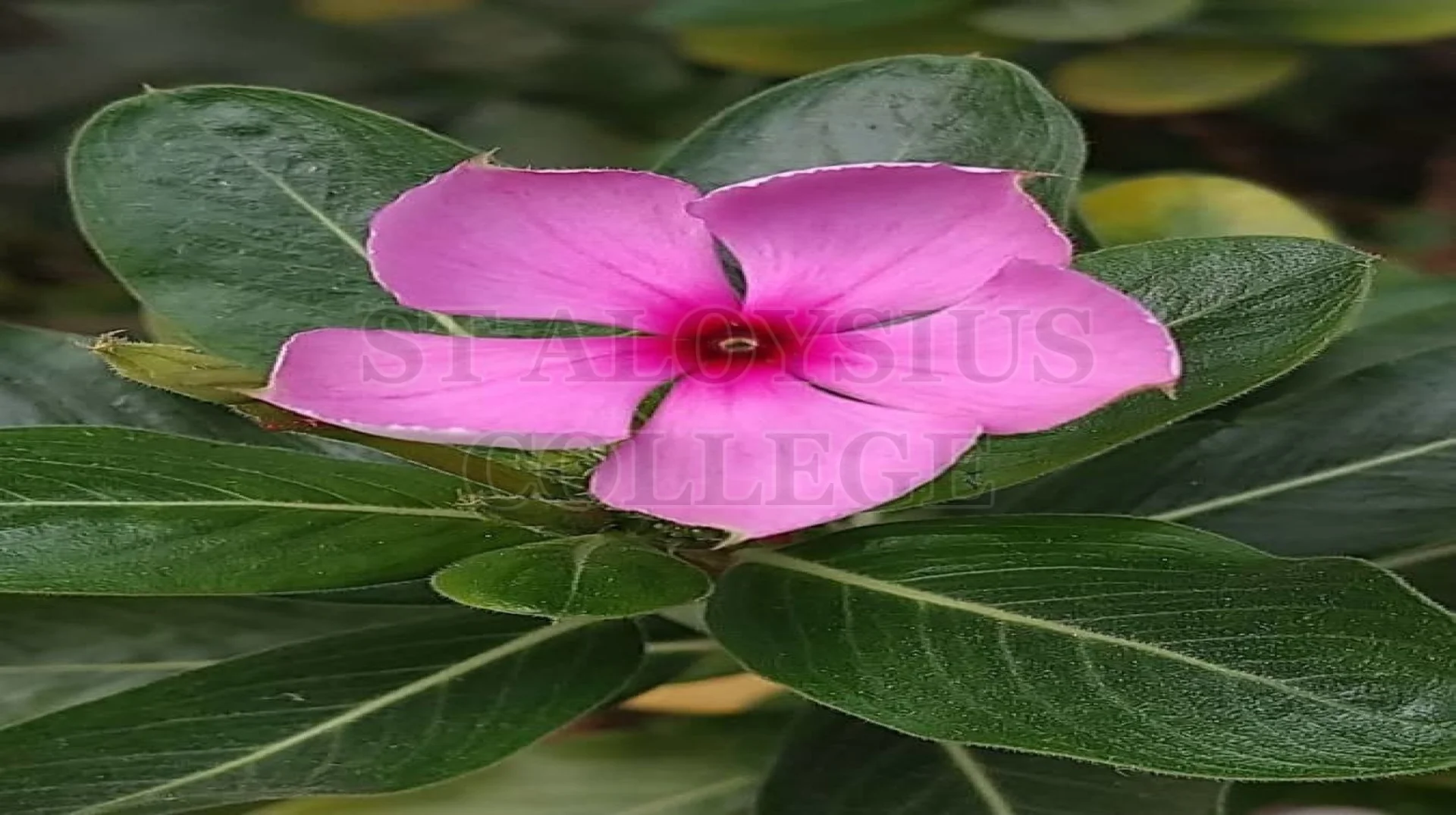 Madagascar Periwinkle