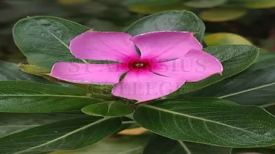 Madagascar Periwinkle