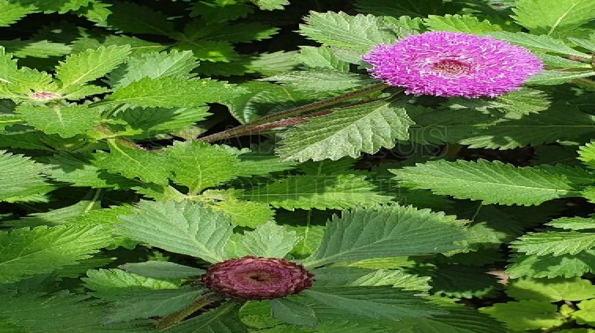 Brazilian Button Flower