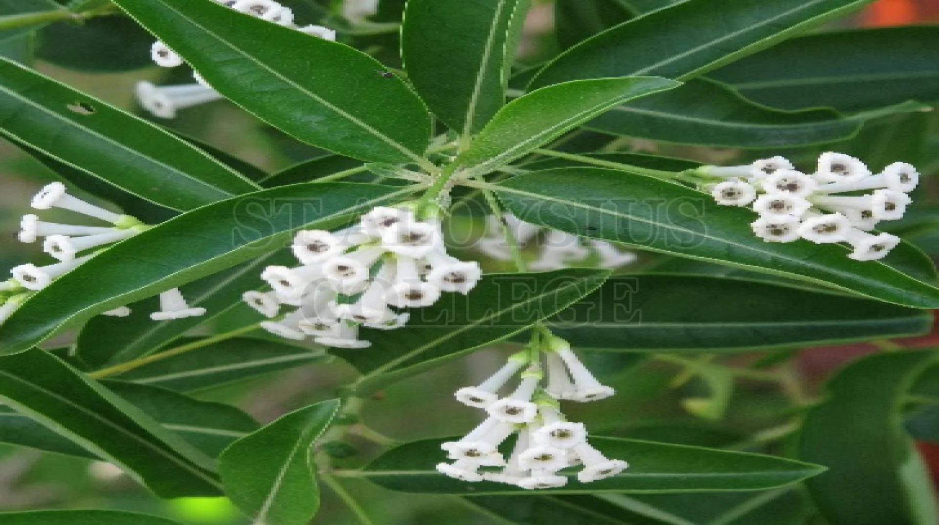 Day Jasmine