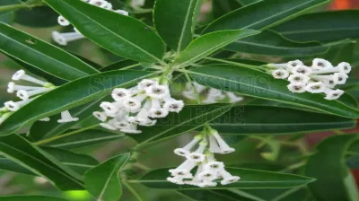 Day Jasmine