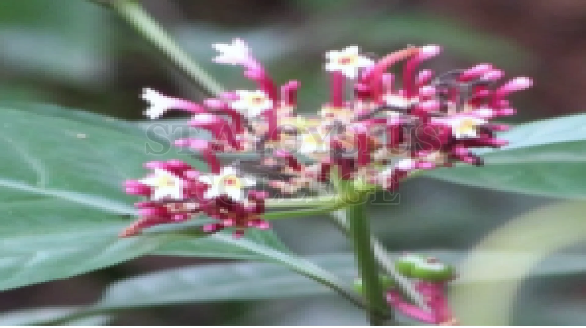 Curved Flower Woody Chassalia
