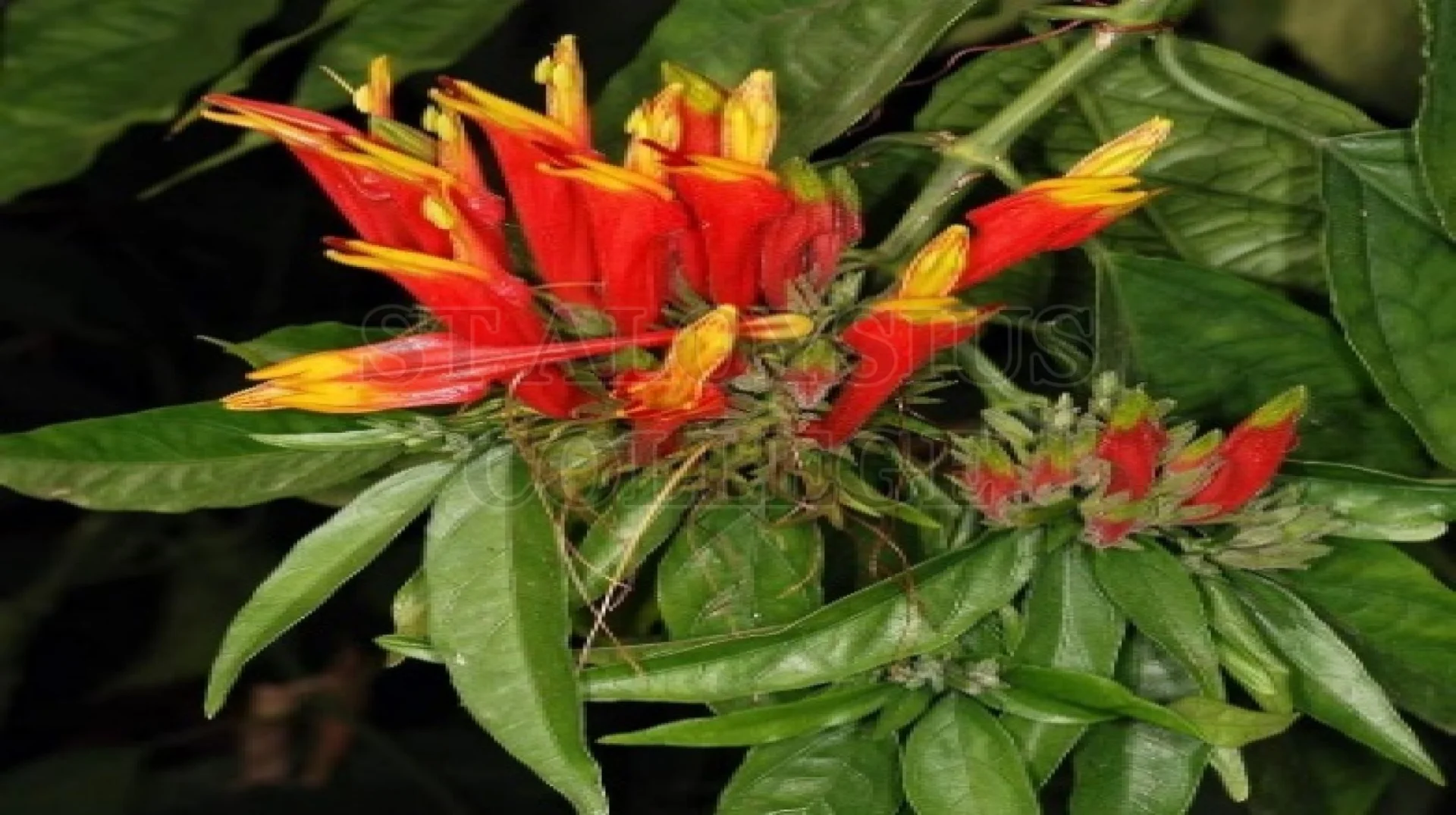 Sabah Snake Grass