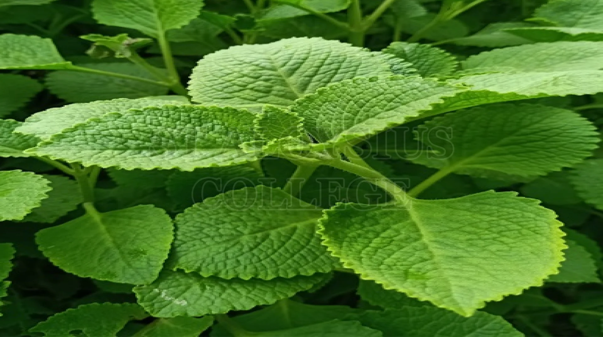 Mexican Mint