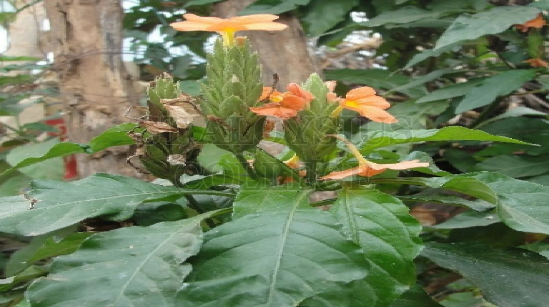 Firecracker Flower