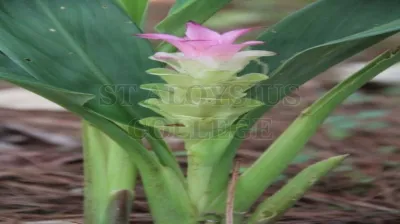 Mango Ginger