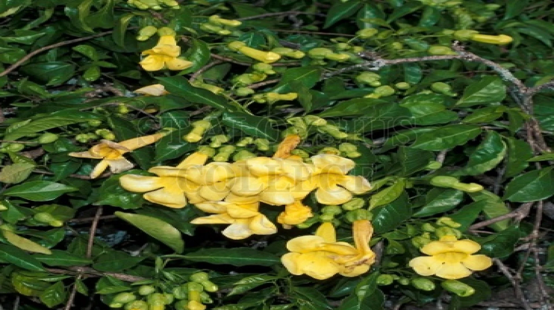 Cat's Claw Creeper