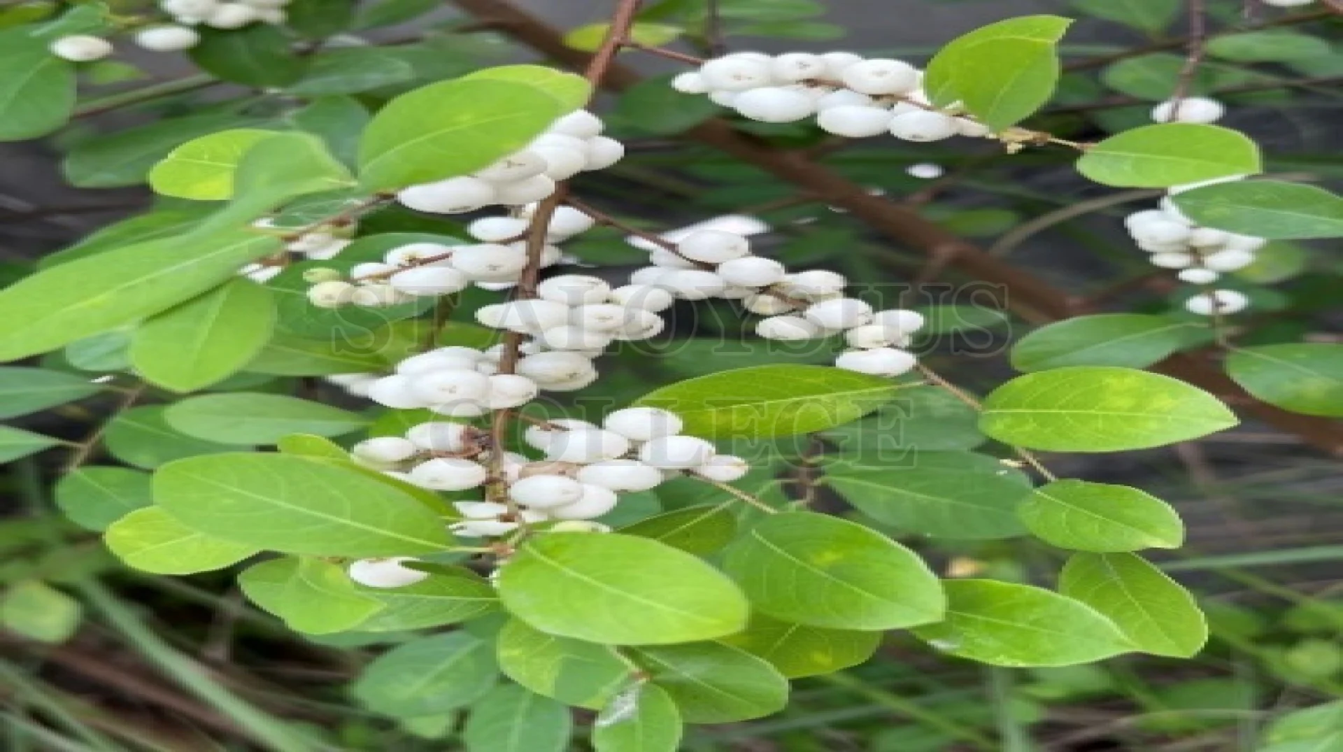 Indian Snow Berry