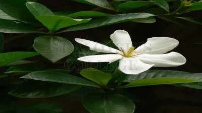 Gummy Gardenia