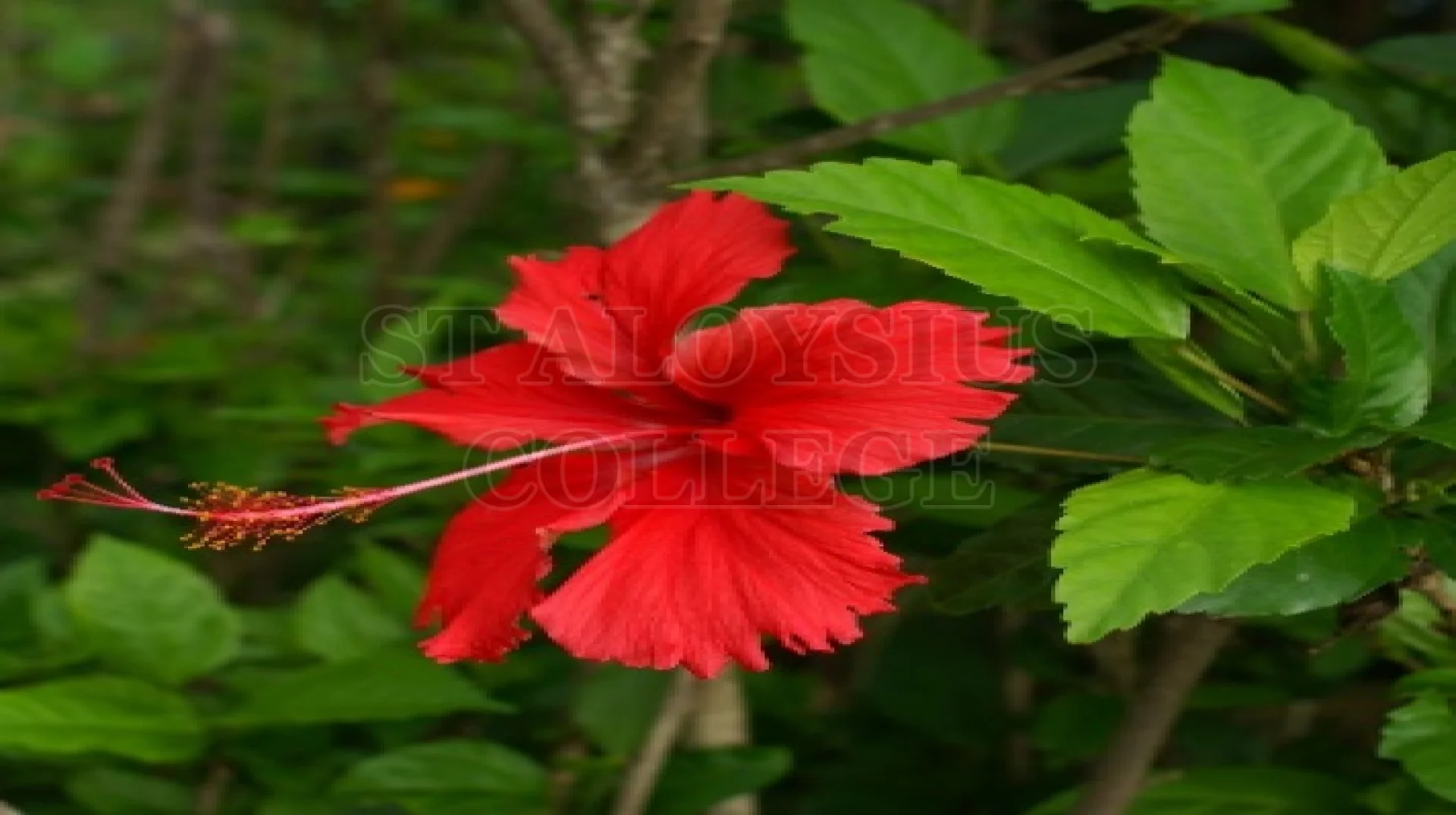 China Rose