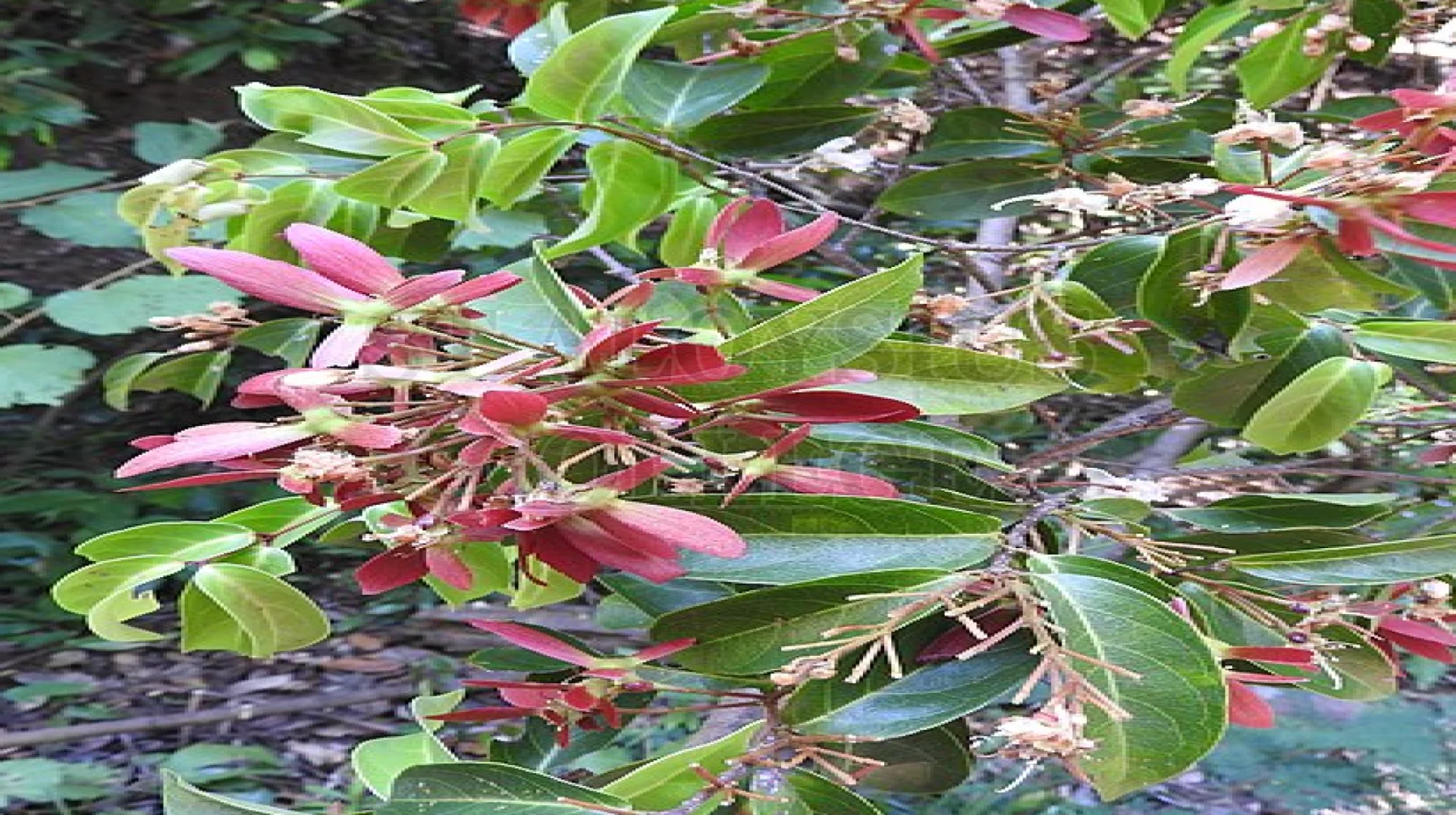 Helicopter Flower
