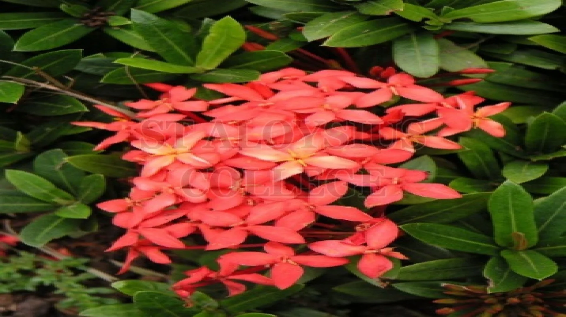 Jungle Geranium