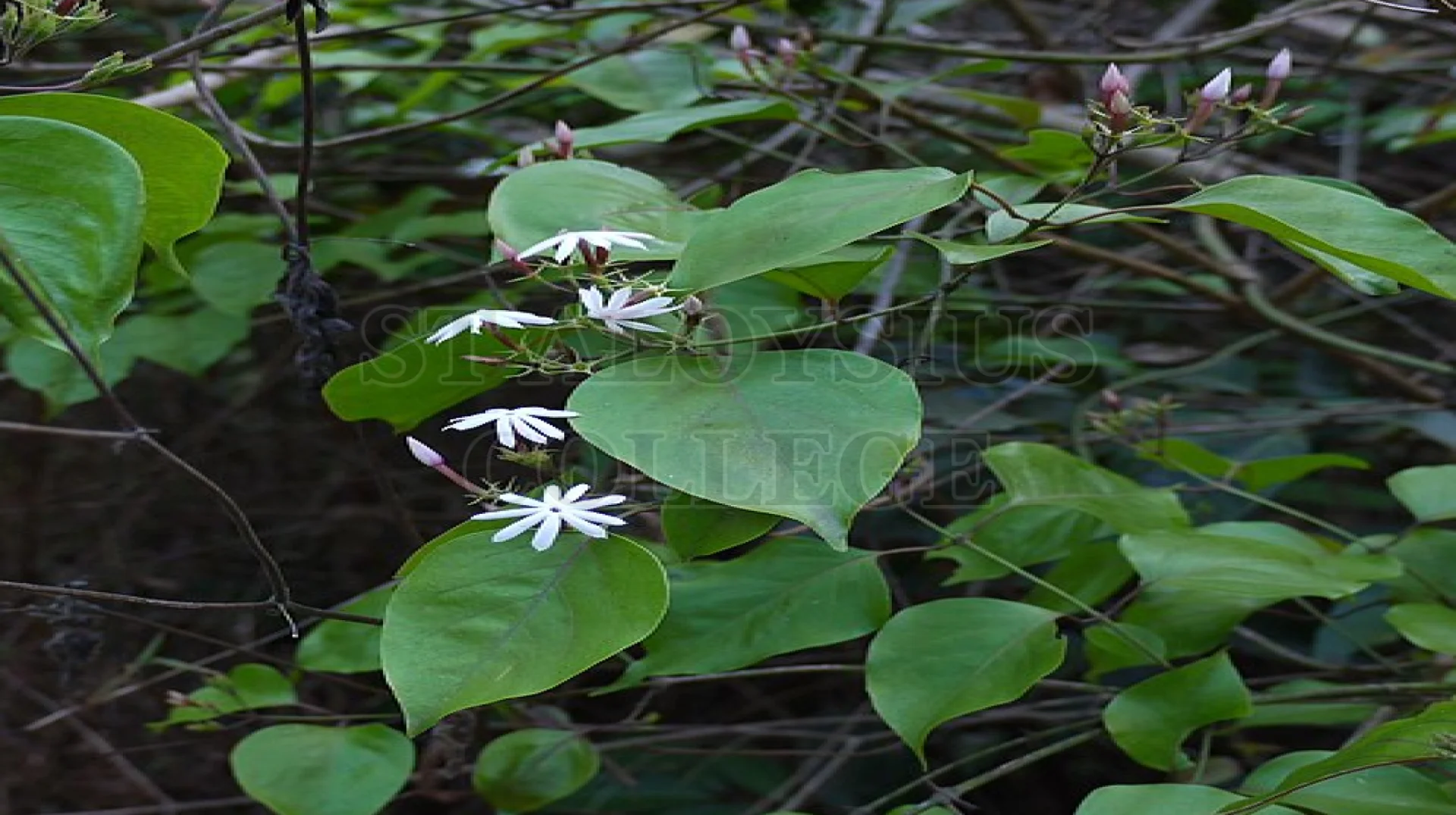 Malabar Jasmine