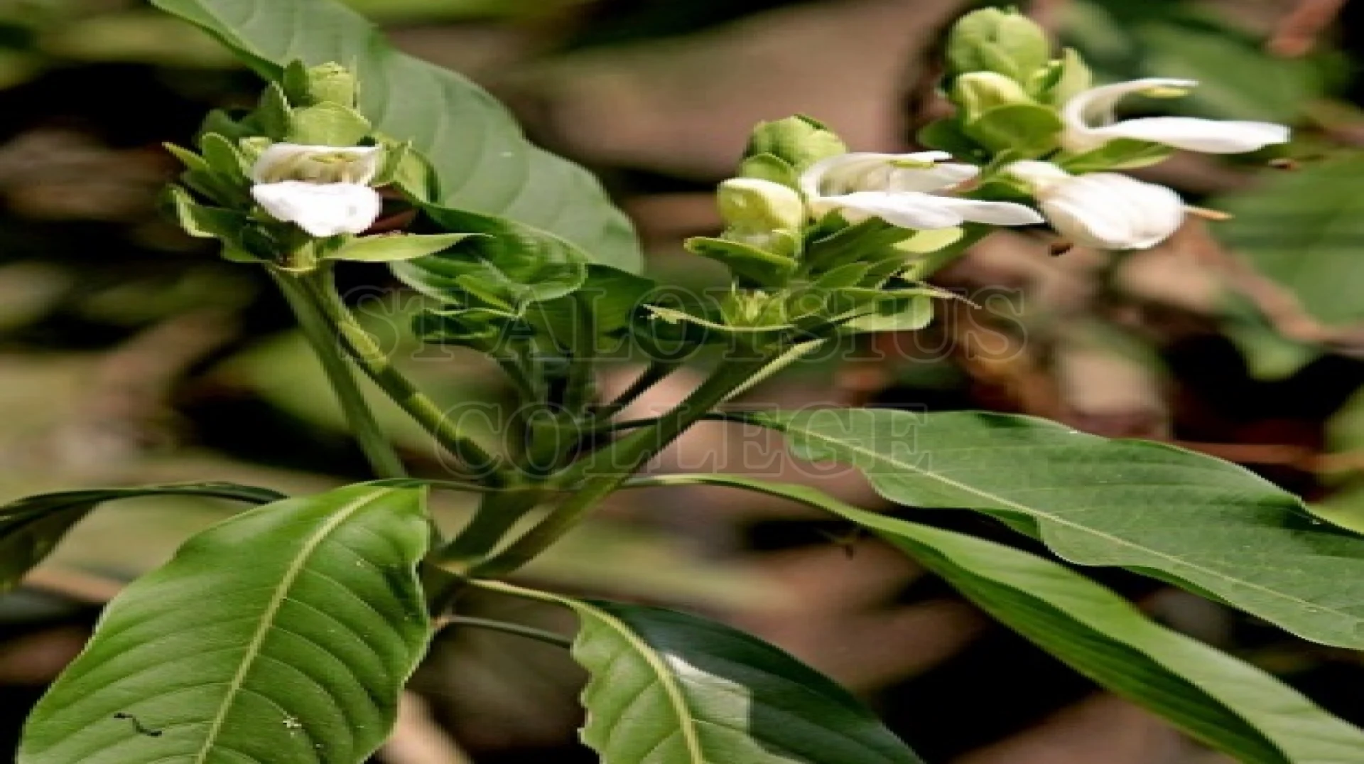 Malabar Nut