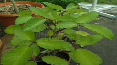 Miracle Leaf
