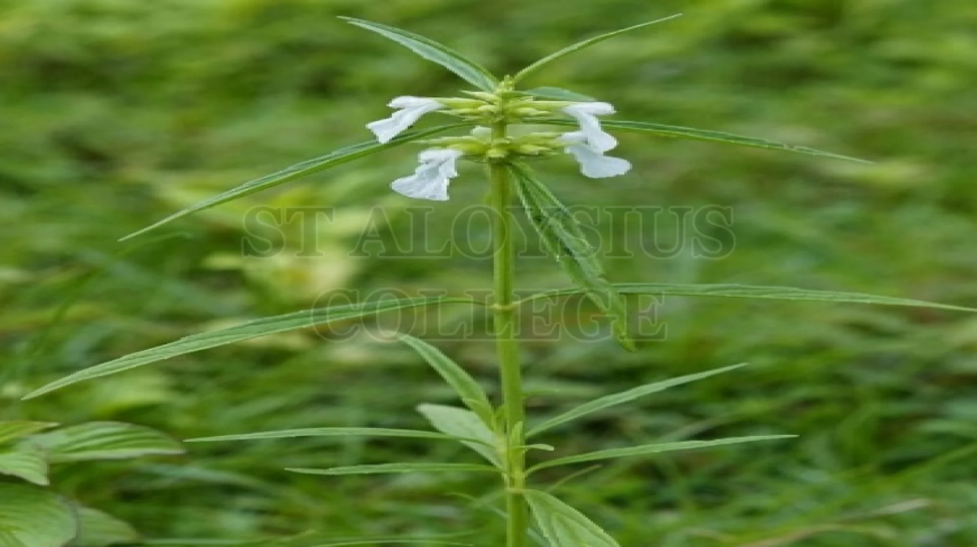 Common Leucas