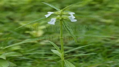 Common Leucas