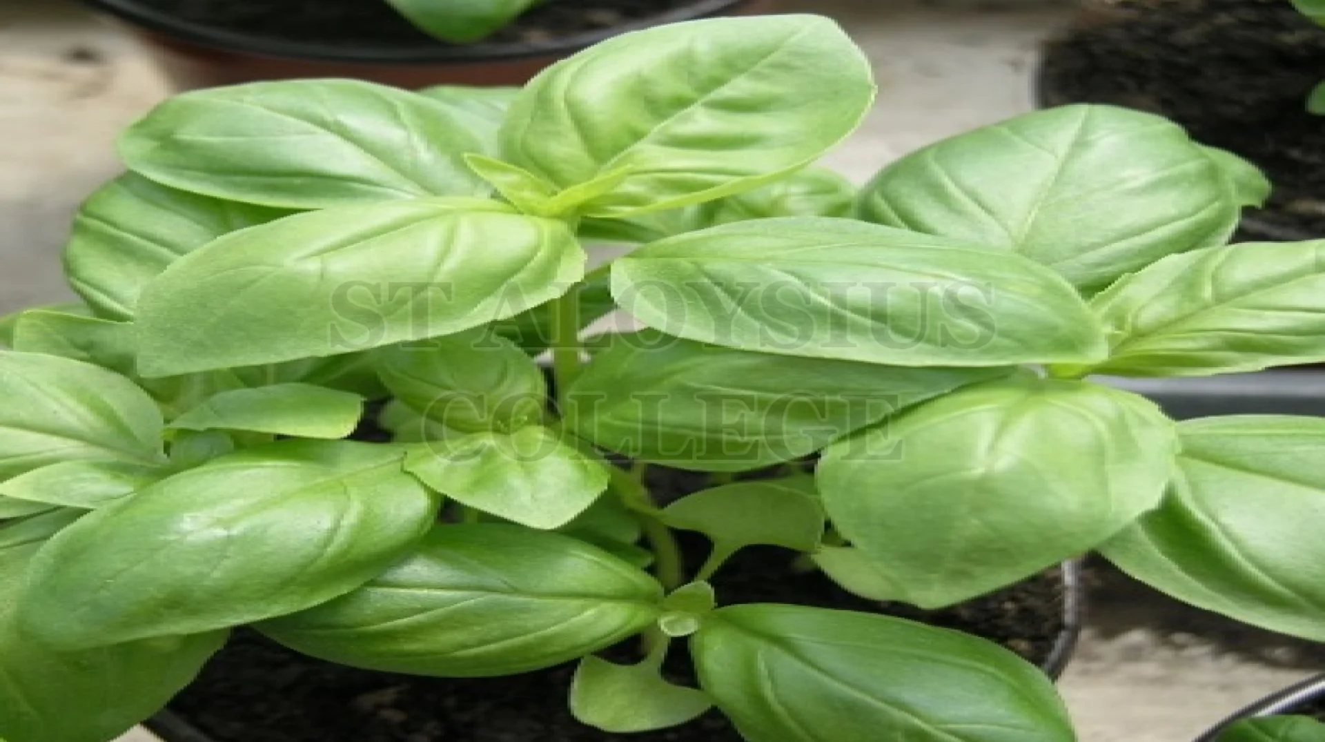 Basil