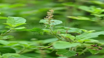 Holy Basil