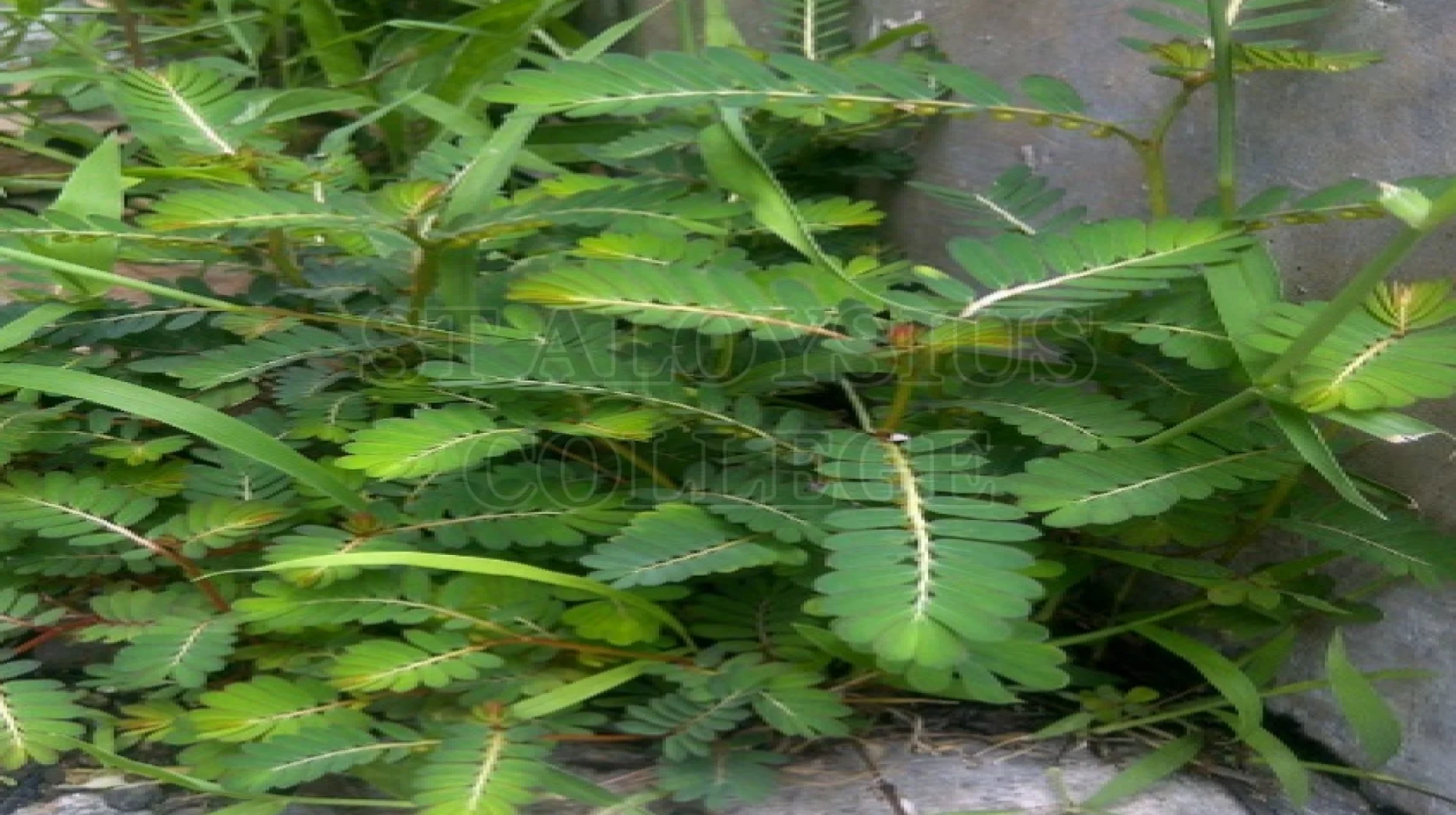 Stone-breaker Herb