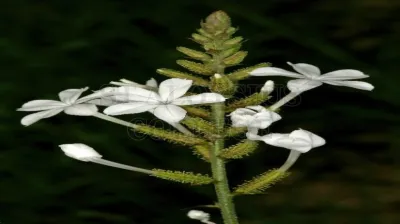 White Leadwort
