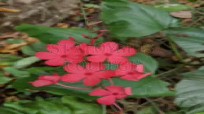 Scarlet Leadwort