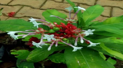 Indian Snakeroot