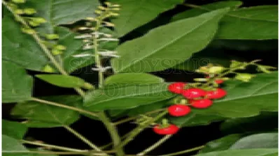 Blood Berry