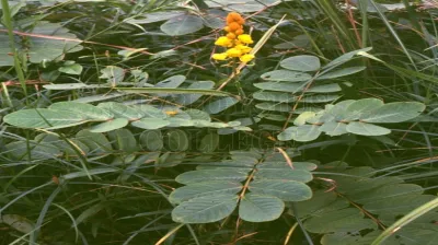 Candle Bush