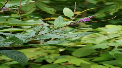 Winged-Stalk Desmodium