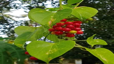 Heartleaf Moonseed