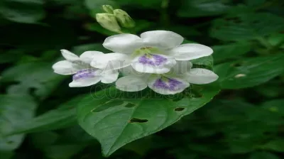 Ganges Primrose