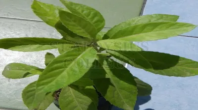 Longevity Spinach