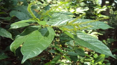 Mountain Currant Tree