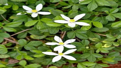 Goanese Ipecac
