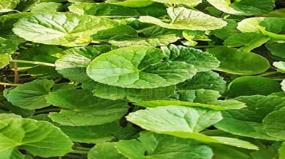 Indian Pennywort