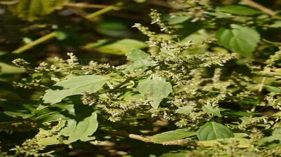 Indian Patchouli